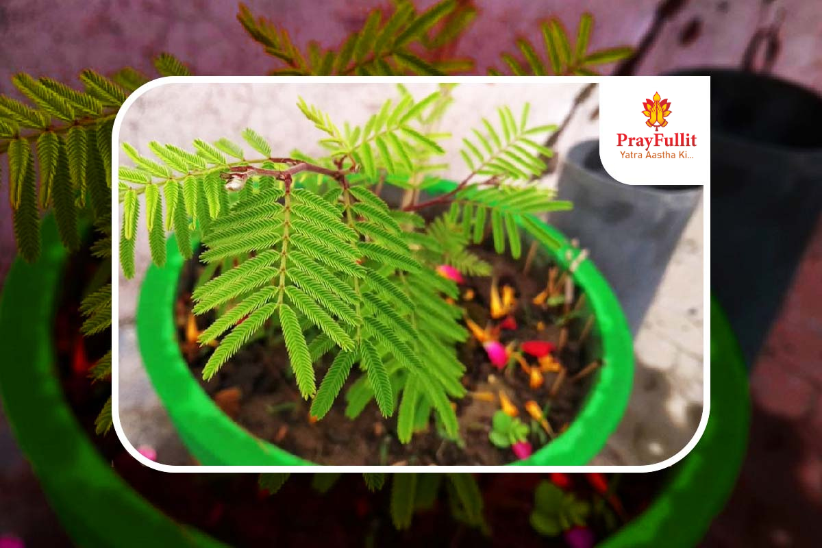 Manglik Dosh Nivaran Pooja ( Shami Vivah for Boy )